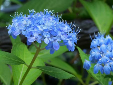 Hydrangea, JPG Hydrangea, JPG
