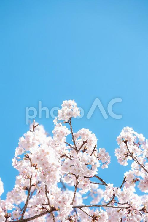 ふんわりした桜の花のイメージ画像E 桜,青空,花の写真素材