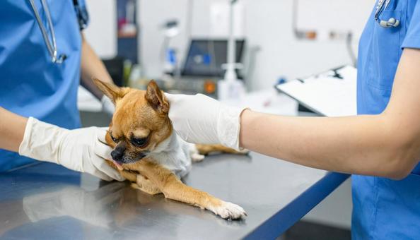 獣医と診察される犬 獣医と診察される犬の写真