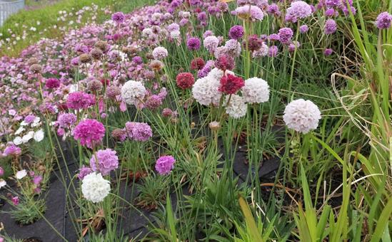 アルメリアの花畑 アルメリアの花畑 花,アルメリア,紫の写真素材
