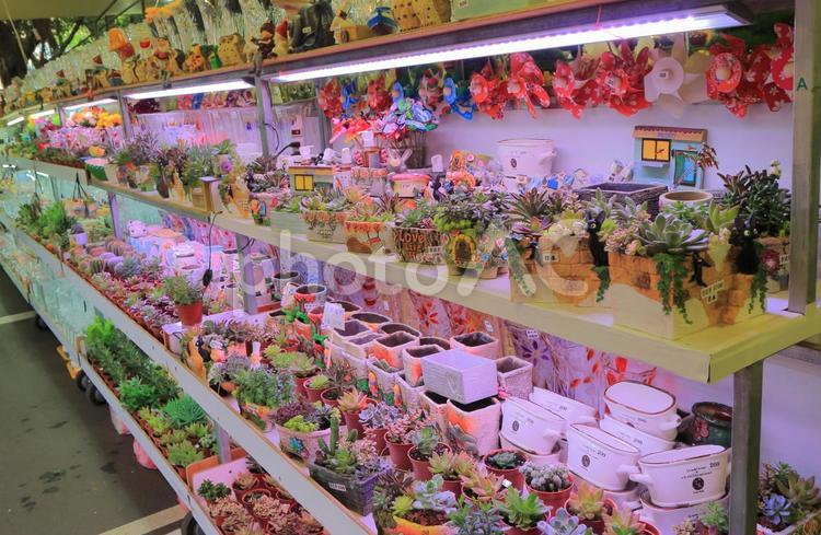 台湾　台北の建國假日花市の花の展示 市場,台北,台湾の写真素材