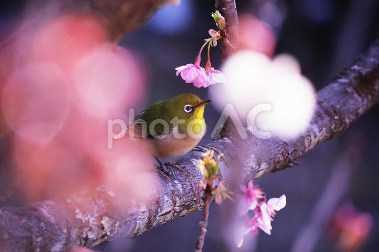 春の訪れと可愛いメジロ 春,メジロ,桜の写真素材
