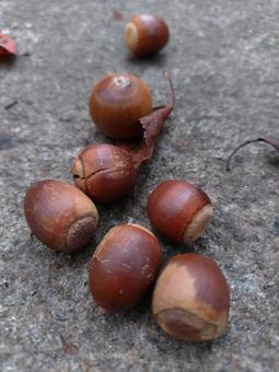 ドングリ集合の写真