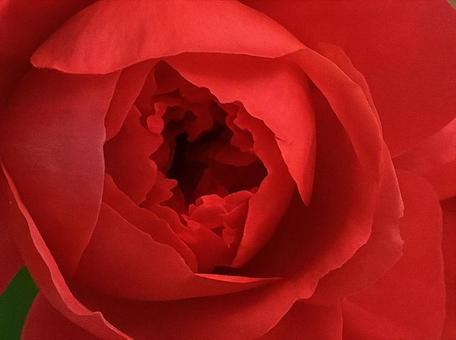赤い薔薇のクローズアップ 赤い薔薇のクローズアップ 赤いバラ,薔薇,花の写真素材