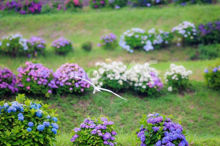 カラフルなアジサイとダイサギ 花,植物,紫陽花の写真素材