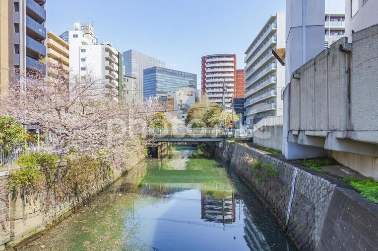 春の石崎川の風景 石崎川,横浜市,横浜の写真素材