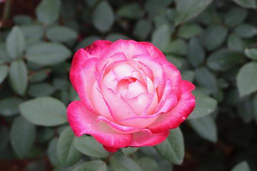 バラ 薔薇,ローズ,バラ科の写真素材