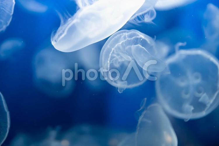 見とれてしまう美しいクラゲ くらげ,海月,浮遊生物の写真素材