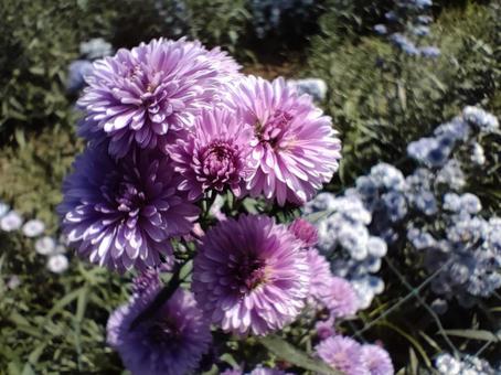 友禅菊 菊,友禅菊,花の写真素材