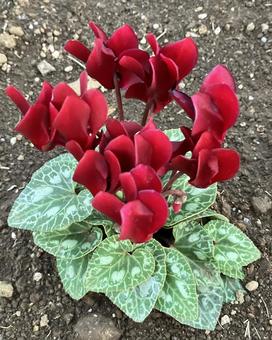 花★シクラメン（ピンク） シクラメン,ピンク,フラワーの写真素材