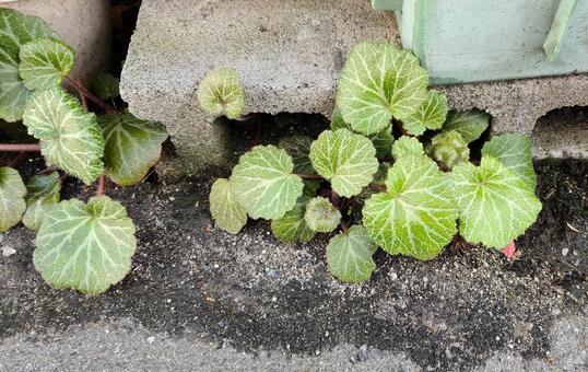 脱走ユキノシタ ユキノシタ,植物,園芸の写真素材