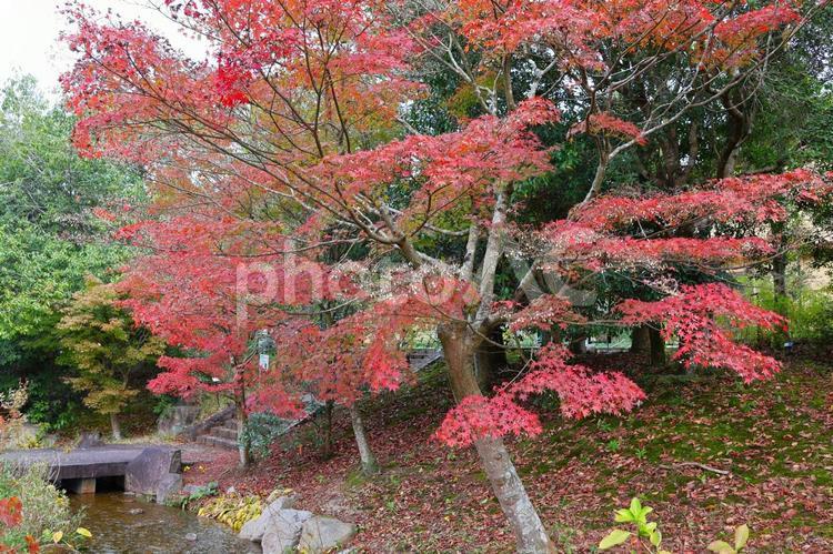 １１月中旬の香川県用水記念公園の紅葉 背景,紅葉,きれいの写真素材