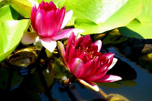 Water Lily, JPG Water Lily, JPG