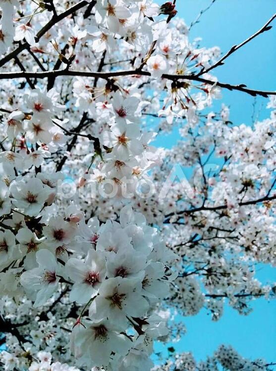 桜49　精神の美　cherryblossoms 桜,サクラ,さくらの写真素材