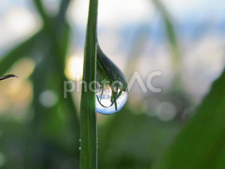 水滴と緑の葉と朝日（Water drops） 水滴,すいてき,しずくの写真素材