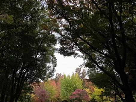 色づく秋の写真