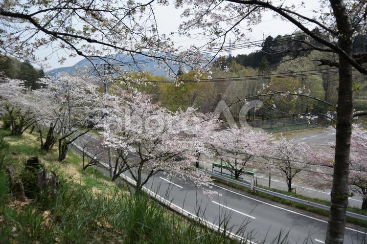 桜並木 桜,羊山公園,埼玉県の写真素材