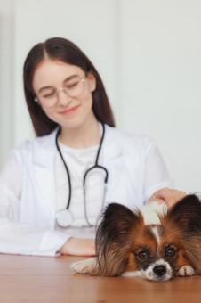 ペットを見る聴診器をつけた女性 保険,契約,ペット保険の写真素材