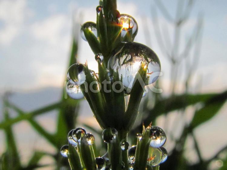 水滴とスギナと朝日Water drops 水滴,すいてき,waterの写真素材