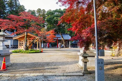 賀茂神社のモミジ⑴ 神社,賀茂神社,晩秋の写真素材