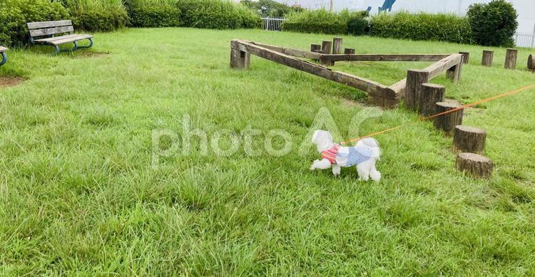 犬の散歩 犬,マルチーズ,かわいい犬の写真素材