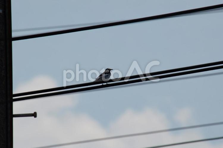電線にとまったハクセキレイ 電線,羽休め,ハクセキレイの写真素材