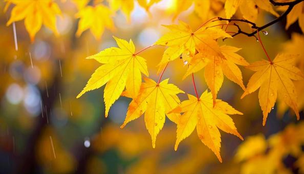 雨の中のもみじ 秋の紅葉 雨の中のもみじ 秋の紅葉の写真