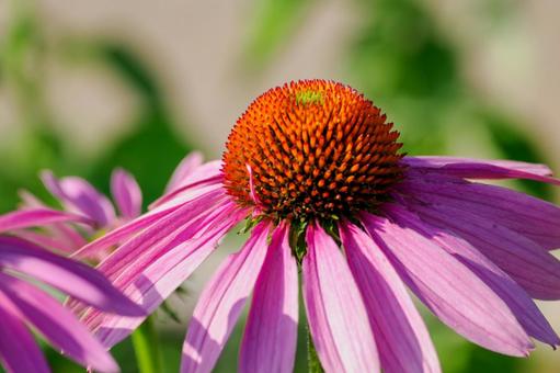 エキナセア⑴ エキナセア⑴ 花,エキナセア,ムラサキバレンギクの写真素材