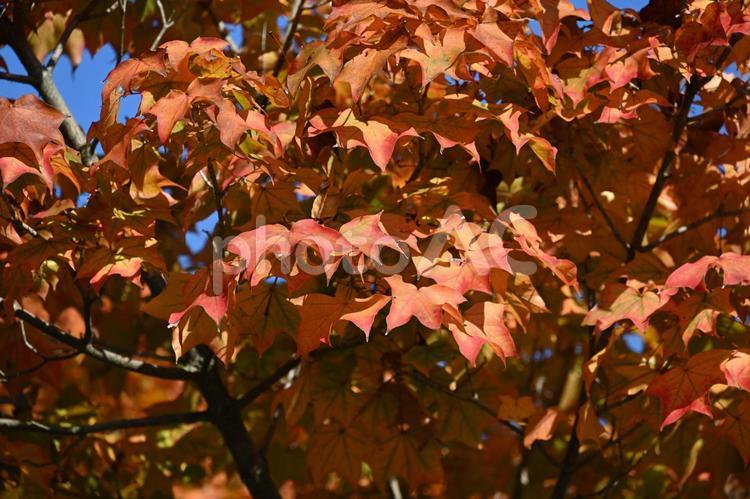 紅葉・秋のイメージ：背景素材テクスチャ 紅葉,秋,秋の風物詩の写真素材