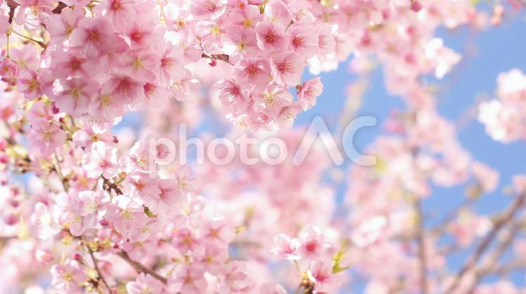 早咲き桜-551 桜,さくら,河津桜の写真素材