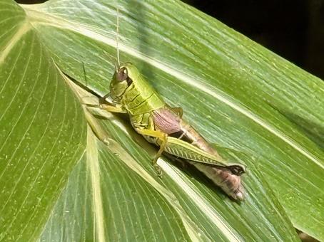 バッタ バッタの写真