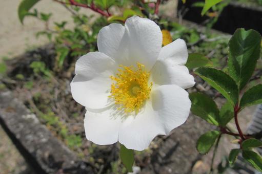 Naniwa rose flowers blooming in a concrete flowerbed, JPG Naniwa rose flowers blooming in a concrete flowerbed, JPG