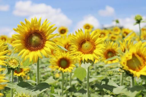ひまわり畑 ひまわり畑 ひまわり,ひまわり畑,夏の花の写真素材