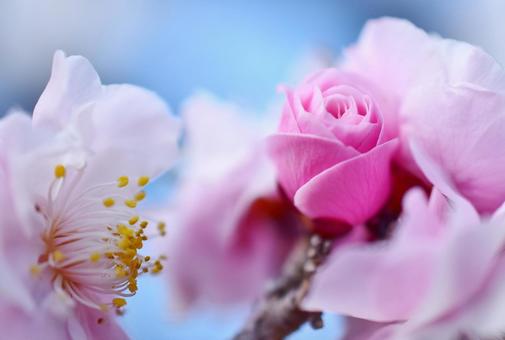 ＜春のイメージ＞梅の花 梅,花,梅の花の写真素材