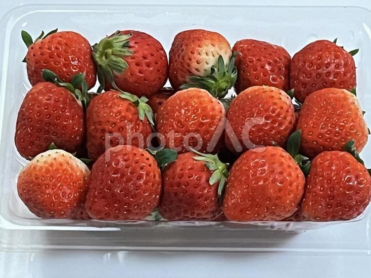 いちご　さぬきひめ いちご,strawberry,フルーツの写真素材