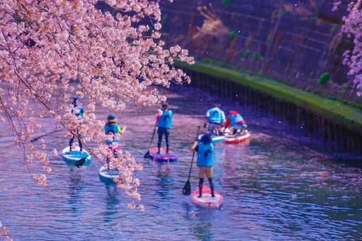 大岡川プロムナード桜SUP 大岡川プロムナード桜SUP 桜,サクラ,さくらの写真素材