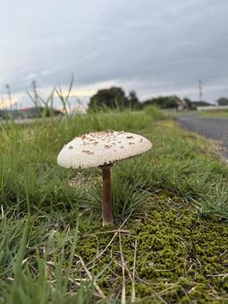 オオシロカラカサダケ オオシロカラカサダケ オオシロカラカサダケ,毒キノコ,キノコの写真素材