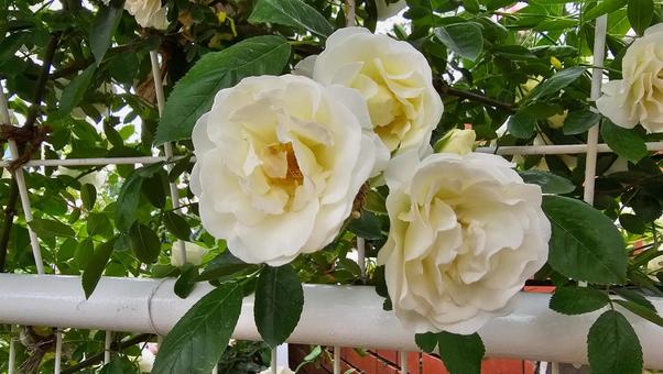 白いバラ 白いバラ 薔薇,花,植物の写真素材