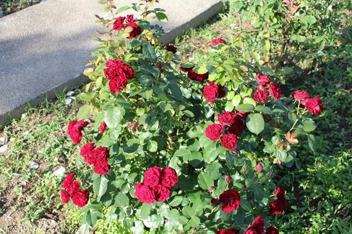 ばら292 ばら292 バラ,rose,初夏の写真素材