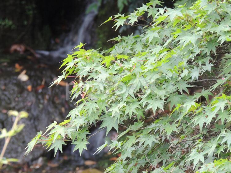 もみじ　イメージ　(Kyoto) 紅葉,楓,青いの写真素材