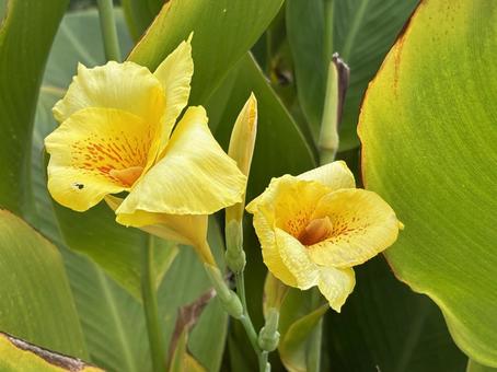 カンナの花。 カンナの花。 カンナ,イエローキングハンバート,ガーデニングの写真素材