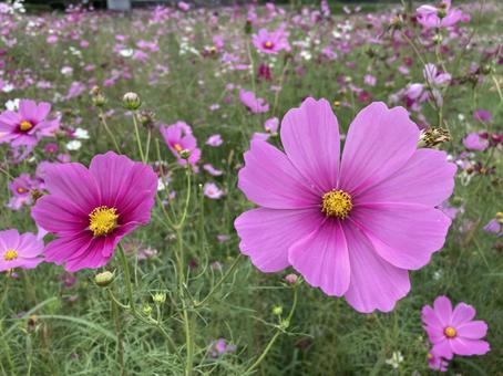 コスモス〜可愛いの写真