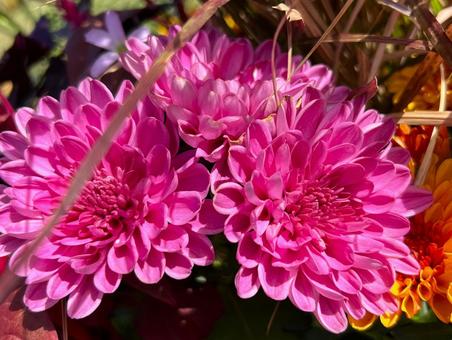 こっくりしたマム こっくりしたマム マム,花,寄せ植えの写真素材