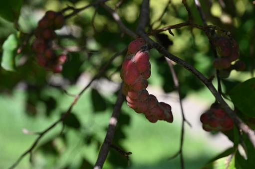 コブシの実01の写真