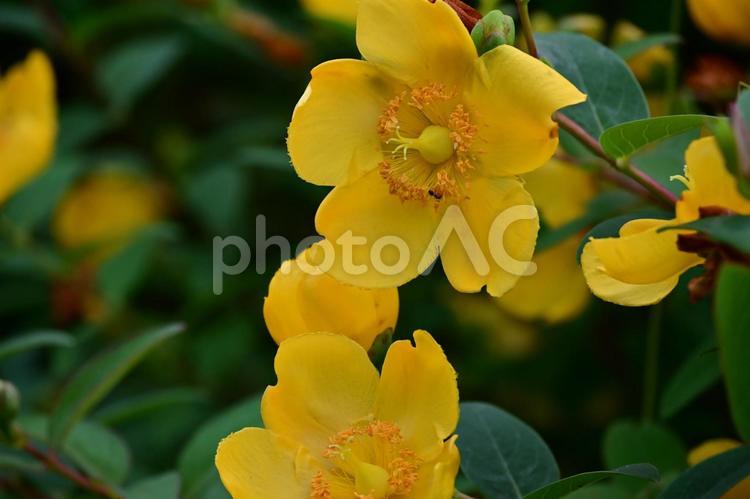セイヨウキンシバイ 花,自然,葉の写真素材