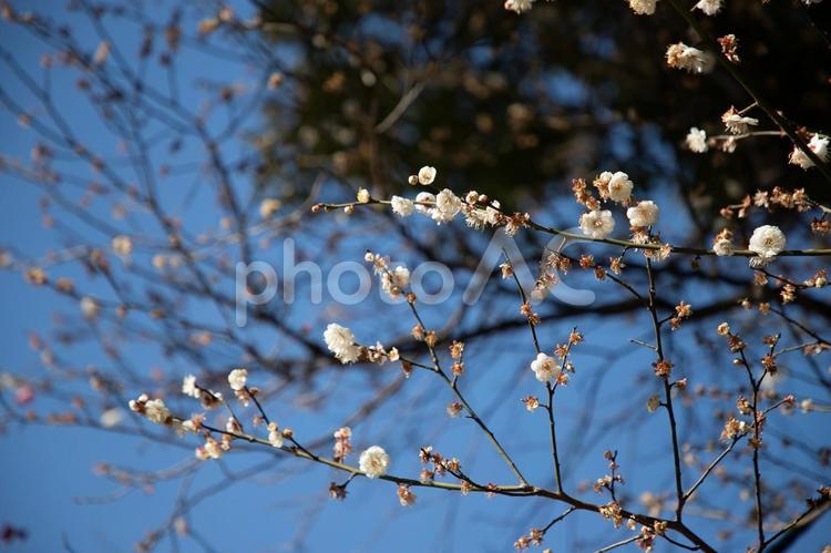 梅の花 梅,八重の梅,八重咲の写真素材