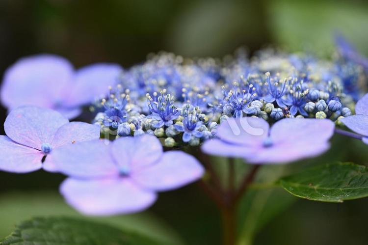 家の庭にあるガクアジサイの花 背景,淡い,初夏の写真素材