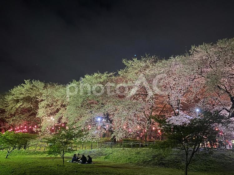 夜桜　桜 桜,夜桜,お花見の写真素材