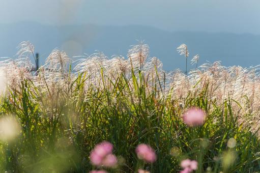 秋風に揺れる芒と秋桜 芒,秋桜,秋の写真素材