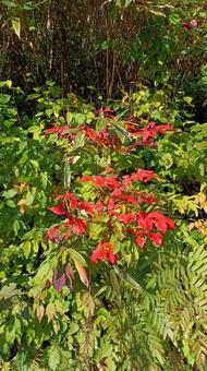 紅葉の始まり 紅葉の始まりの写真